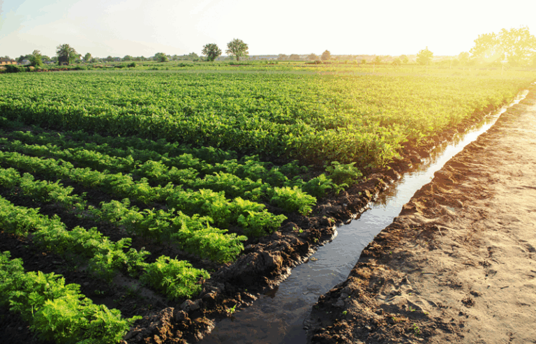 Farm with runoff filled with nitrates